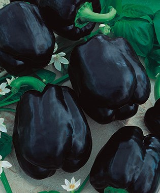 Merlot Purple Pepper